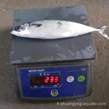 Frozen North BQF Pacific Mackerel à 10kg CTN